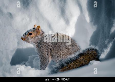 Grey squirrel in the snow Stock Photo