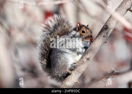 Grey squirrel holding on a branch Stock Photo
