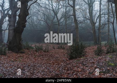 Beautiful view of a forest with trees on a misty weather, Epping Forest, North East London Stock Photo