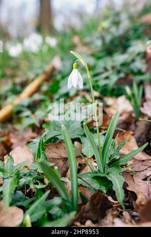 Single snowdrop flower (Galanthus nivalis) on the forest floor on a day in February Stock Photo