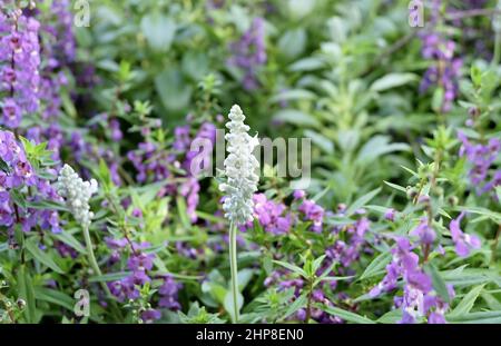 Beautiful Flower, Purple Sage Flowers or Salvia Flowers with Green Leaves in The Garden. Stock Photo