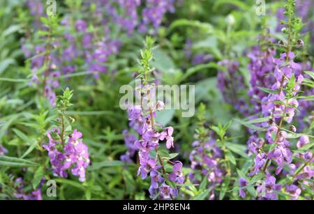 Beautiful Flower, Purple Sage Flowers or Salvia Flowers with Green Leaves in The Garden. Stock Photo