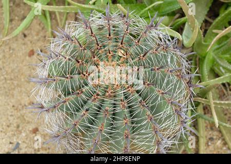 Ferocactus Peninsulae or Golden Barrel Cactus Plant  in Tropical Garden. A Succulent Plants with Sharp Thorns for Garden Decoration. Stock Photo