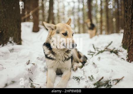A dog that is covered in snow Stock Photo
