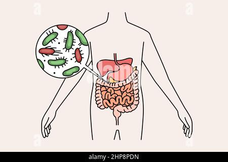 Digestive system and intestines concept. Stock Vector