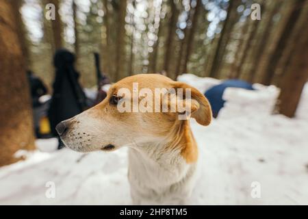 A close up of a dog Stock Photo