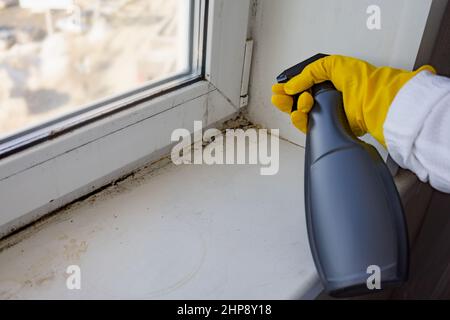 Woman hand spraying white vinegar solution natural cleaner on ugly unhealthy mold on home window. Natural eco friendly lifestyle cleaning products in home. Shallow depth of field. Space for text. Stock Photo