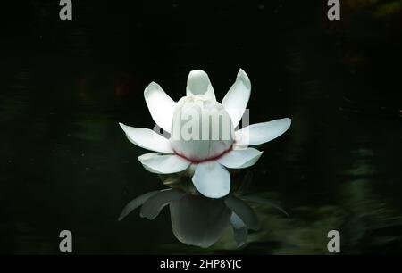 Victoria amazonica is the largest of the water lily family Nymphaeaceae. It is native to Guyana and tropical South America. Stock Photo