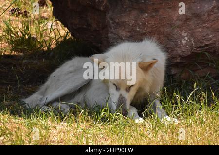 Arctic wolf resting in the shade of a boulder in the summer. Stock Photo