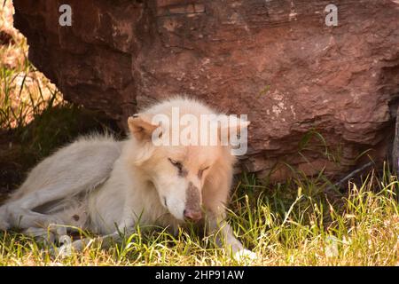 Stunning wolf in the shade of a large rock in a faux den in the wild. Stock Photo