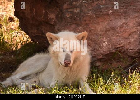 Beautiful male white wolf resting in the shade of a rock in the summer. Stock Photo