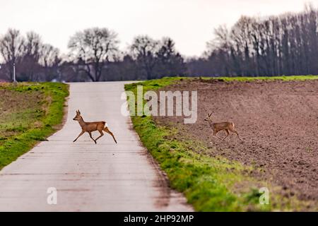 Two deer cross a tarred service road between two fields