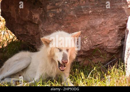 White timber wolf yawning while resting in the shade of a rock. Stock Photo