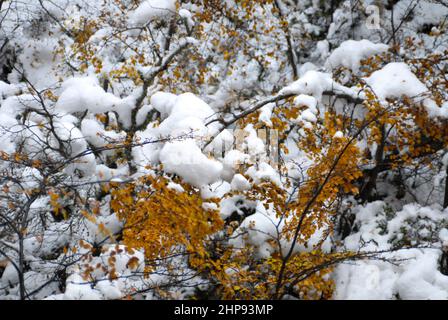 Coloured autumn trees covered by snow. Ushuaia. Tierra del Fuego, Argentina Stock Photo