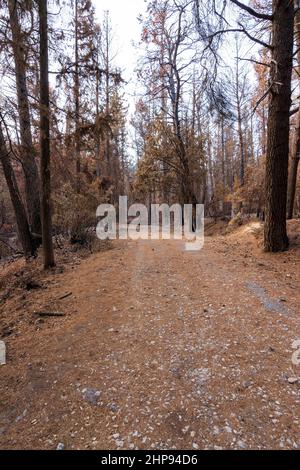 Burned forest road in Attica, Greece, after the bushfires at Parnitha ...