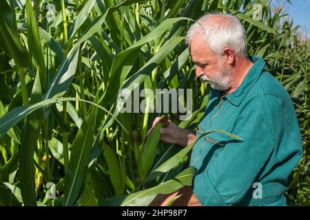 Farmer checks the ripe of corn in his field. Stock Photo