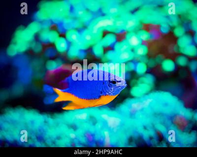 Azure Damselfish (Chrysiptera hemicyanea) swimming on a reef tank with blurred background Stock Photo