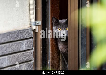 Scared Russian Blue or British Shorthair grey cat with orange yellow eyes sitting looking at camera hiding peeking behind door on street in Kyoto resi Stock Photo