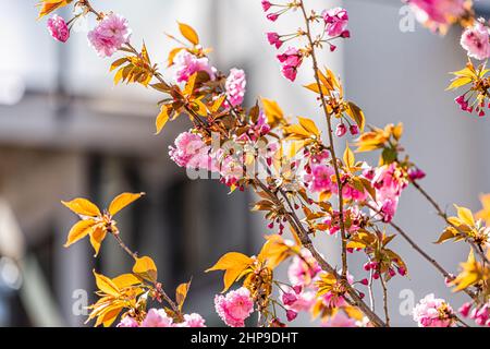 Pink sakura cherry blossom flowers closeup with bokeh background of house in Kyoto Shimogyou ward kiyamachi-dori neighborhood area street in spring in Stock Photo