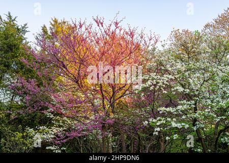 Idyllic fairy tale garden sunrise sunburst behind branches in Virginia with dogwood and redbud purple spring springtime flowers on tree blooming with Stock Photo
