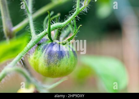 Macro closeup of one unripe heirloom black tomato hanging growing on plant vine in garden with hairy stem and bokeh background Stock Photo