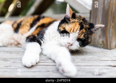 Closeup of old sad senior calico cat lying down on wooden deck terrace patio in outdoor garden of house on floor with eyes closed Stock Photo