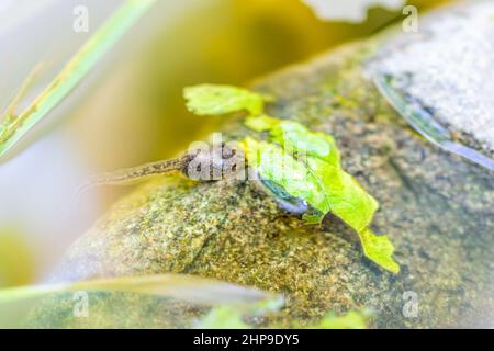 Closeup macro of Virginia treefrog tadpole swimming in aquarium eating green lettuce leaves for food on rock Stock Photo