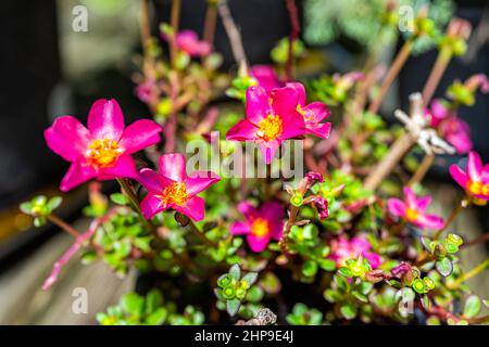 Closeup of green succulent leaves and pink purple flowers of edible purslane plant in pot flowerpot outside blooming in garden sunlight Stock Photo