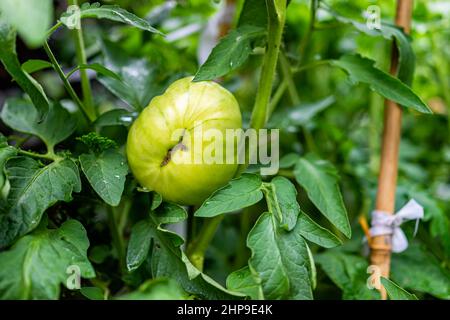 Green unripe large purple cherokee tomato hanging growing on green vine on plant macro closeup with background of green leaves foliage Stock Photo
