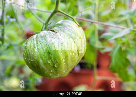 Green unripe large pink jazz variety tomato hanging growing on green vine on plant macro closeup with blurry background and dew rain water drops on fr Stock Photo