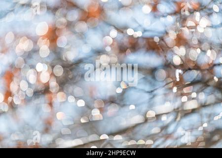 Water drops abstract bokeh on autumn fall oak tree branches in Virginia with blurry background and shiny circles as backdrop wallpaper made with a sha Stock Photo