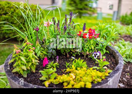 Garden park decoration closeup of potted flowers herbs outdoors with snapdragons, sage and prunella self-heal plants arrangement in large soil wooden Stock Photo