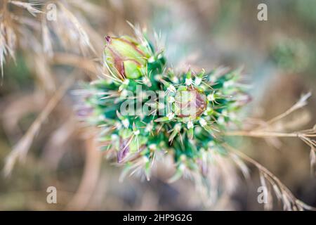 Cane Cholla cactus macro closeup with texture of spikes and bokeh background on Main Loop trail in Bandelier National Monument in New Mexico in Los Al Stock Photo