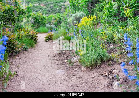 Sunnyside Trail in Aspen, Colorado in Woody Creek area in early summer with yellow and blue Blue-stem Beardtongue wildflowers along footpath road and Stock Photo