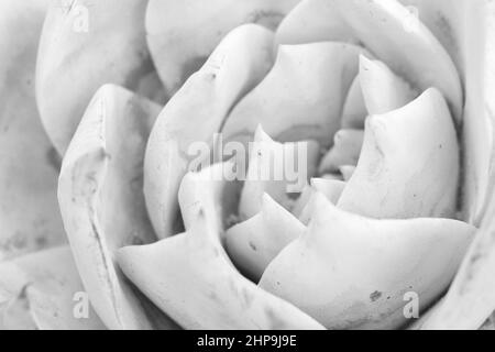 Macro shot detail of a silver dudleya Chalky Liveforever flower Stock Photo