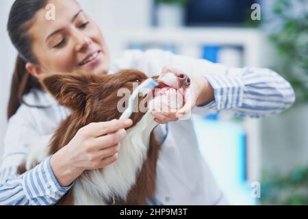 Brown Border Collie dog during visit in vet Stock Photo