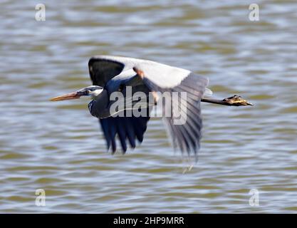Great Blue Heron Flying over San Francisco Bay National Wildlife Refuge, California, USA. Stock Photo