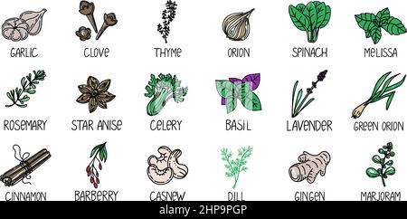 Icons of herbs and spices, drawn element in doodle style. Package design template with logo and emblem - herbs and spices. Logo in a fashionable linew Stock Vector