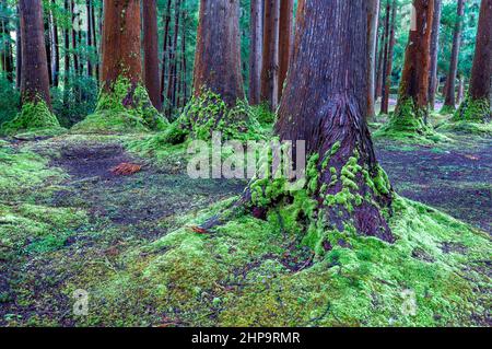 Woodland of Japanese cedar at Terceira island, Azores Stock Photo