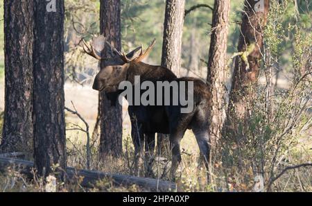 Large bull moose in the woods at Turnbull National Wildlife Refuge, Cheney, WA. Stock Photo