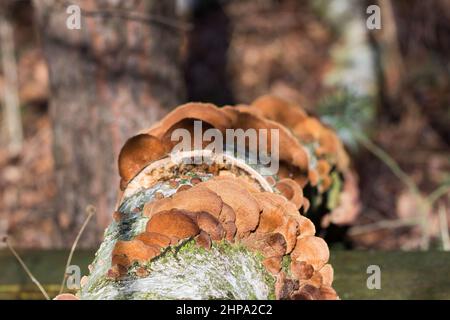 group of Trichaptum biforme fungus on birch stump closeup selective focus Stock Photo