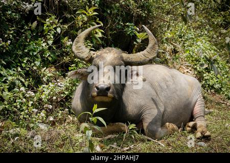 A mighty water buffalo with huge horns rests in the foliage. Stock Photo