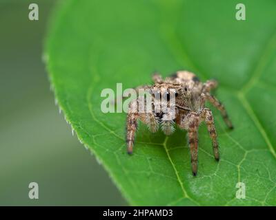 tiny jumping spider (Pelegrina aeneola) with big eyes resting on a green leaf Stock Photo