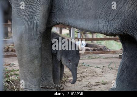 Closeup young elephant protected by mother elephant in Thailand