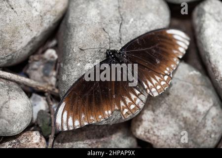 Beautiful brown butterfly on the gray stone background in garden. Concept about peace, simplicity Stock Photo