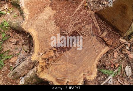 Overhead view of a large Pericopsis Mooniana tree stump with a triangular stem part removed cut by chainsaw Stock Photo
