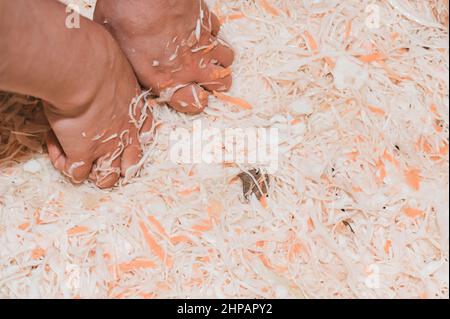 Harvesting cabbage in the marinade, sauerkraut at home, woman hands pressing cabbage, sauerkraut for the winter. Stock Photo