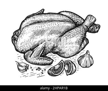 Whole chicken and ingredients. Cooking turkey meat with vegetables sketch vintage vector Stock Vector