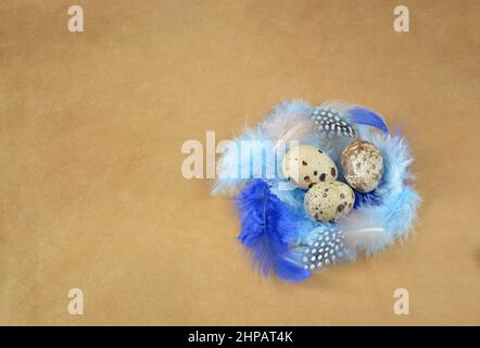 Three quail eggs in a nest of feathers on a brown background Stock Photo