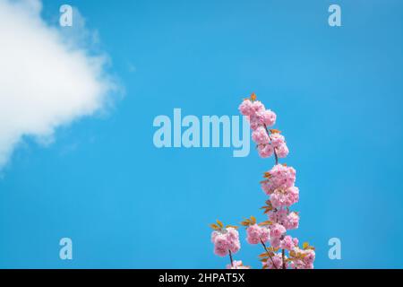 Background with blooming sakura branch and sky with fluffy cloud Stock Photo